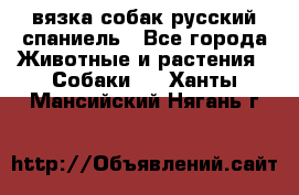 вязка собак русский спаниель - Все города Животные и растения » Собаки   . Ханты-Мансийский,Нягань г.